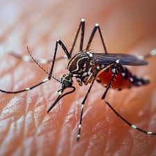 Unusual Malaria Deaths Spark Alarm in Nigeria